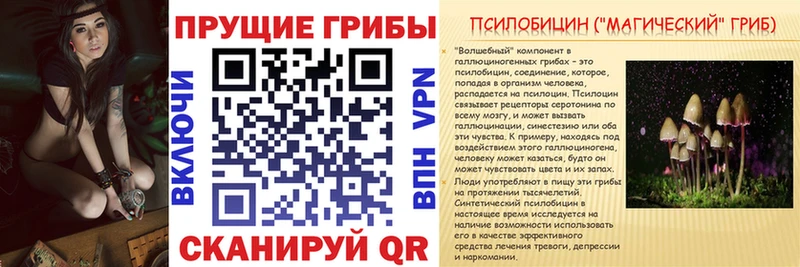 Псилоцибиновые грибы Cubensis  Черногорск 